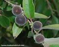 Dovyalis abyssinica